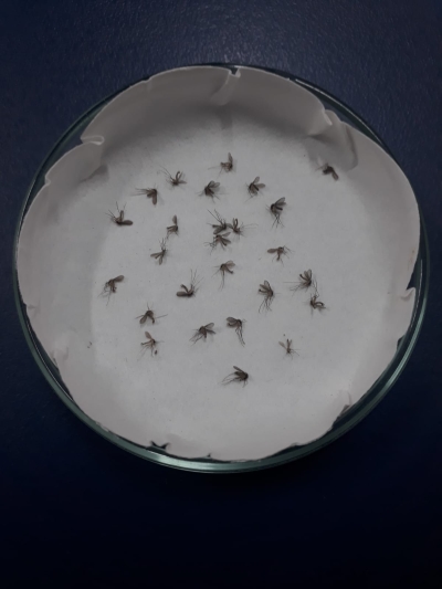 Sergipe já tem vigilância entomológica após alta de casos de leishmanioses - Foto: Asscom Unit