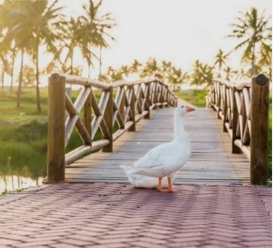 Foto: Vânia Corretora Foto: Vânia Corretora