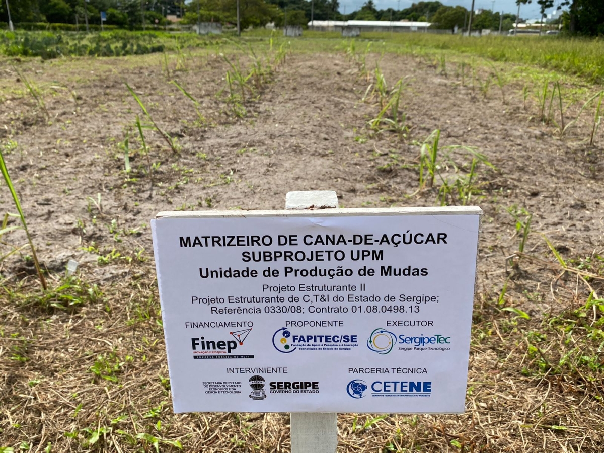 SergipeTec implanta matrizeiro de cana de açúcar melhorado geneticamente - Foto: Assessoria SergipeTec
