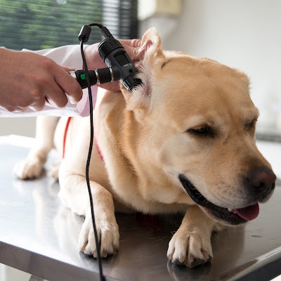 Especialistas explicam como tratar e evitar otite em cães e gatos - Foto: Assessoria de Comunicação