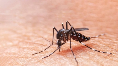 LIRAa: 12 municípios têm alto risco de infestação do Aedes Aegypti - Foto de arquivo: SES/SE