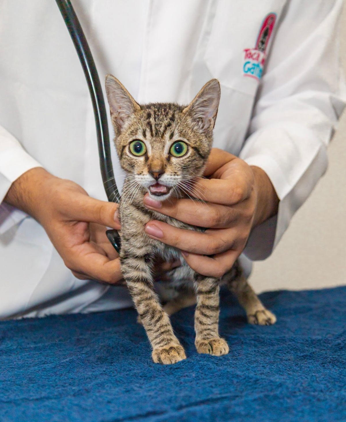 Produtos de limpeza podem causar alergias em gatos - Foto: Thiara Lima