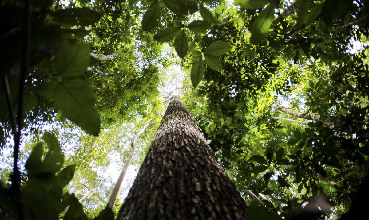 Floresta Amazônica - Foto: Marcelo Camargo | Agência Brasil