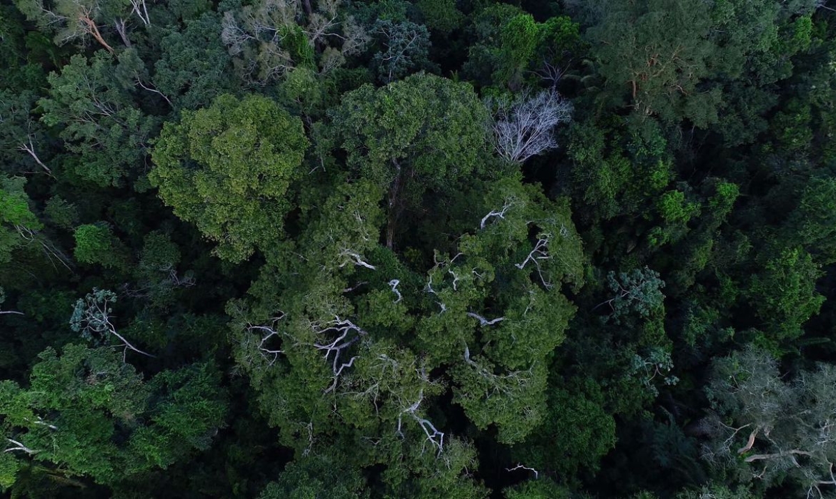 Floresta Amazônica vista de cima - Foto: Divulgação | TV Brasil