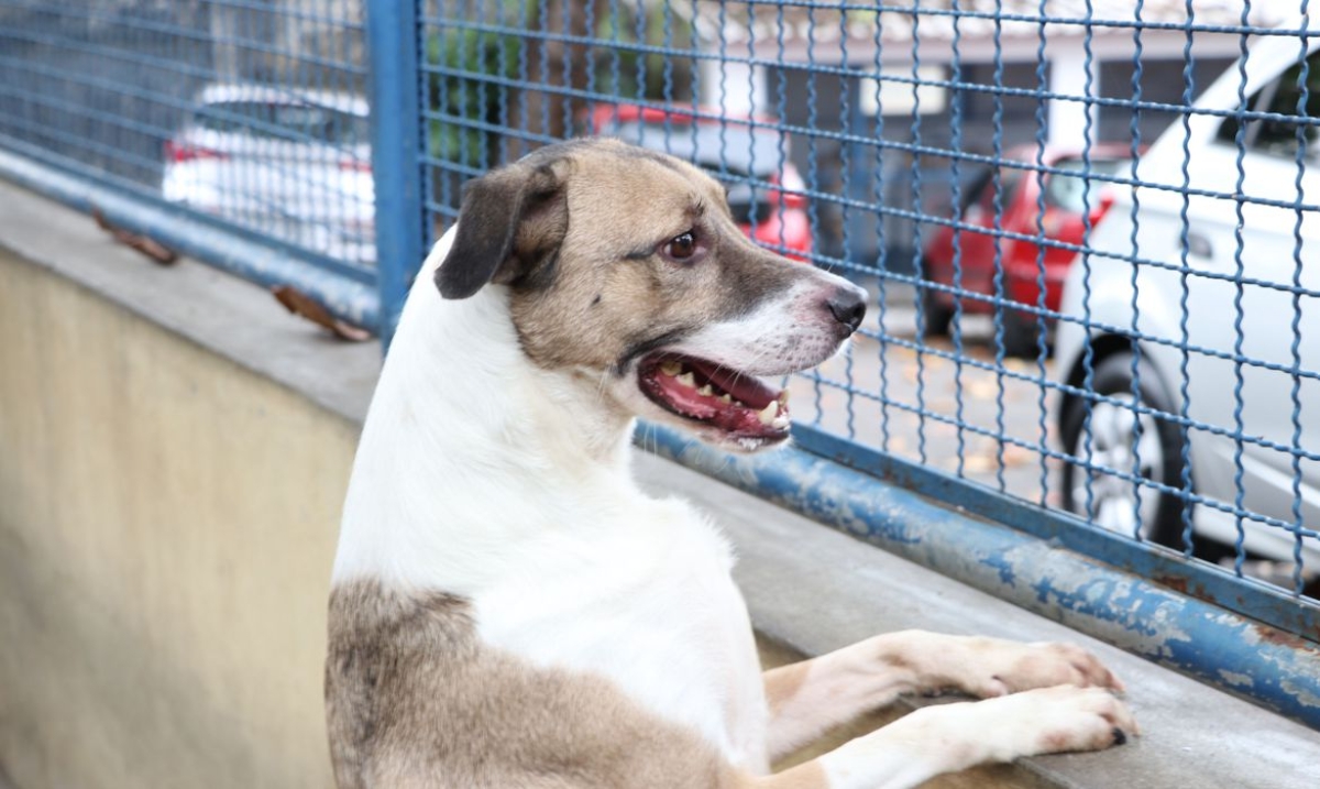 Fogos podem perturbar os pets; veja dicas que podem ajudar - Foto: Nelson Duarte | Prefeitura do Rio