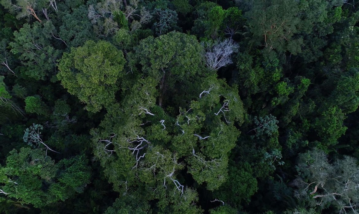 Floresta amazônica vista de cima - Foto: Divulgação | TV Brasil