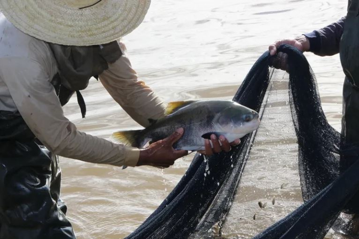 Senar Sergipe abre inscrições para cursos on-line nas áreas de suínos, equinos e aquicultura - Foto: Senar/SE