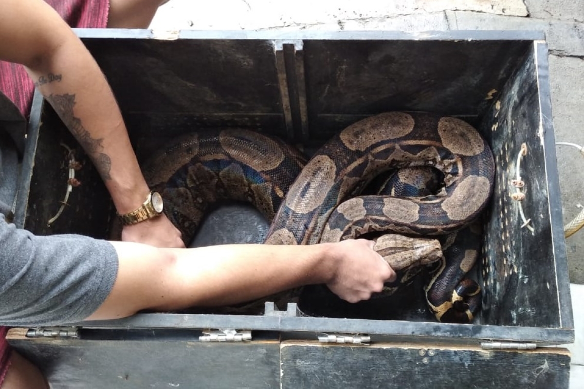 A cobra foi entregue à Adema, que vai soltá-la em área de mata - Foto: Corpo de Bombeiros A cobra foi entregue à Adema, que vai soltá-la em área de mata - Foto: Corpo de Bombeiros
