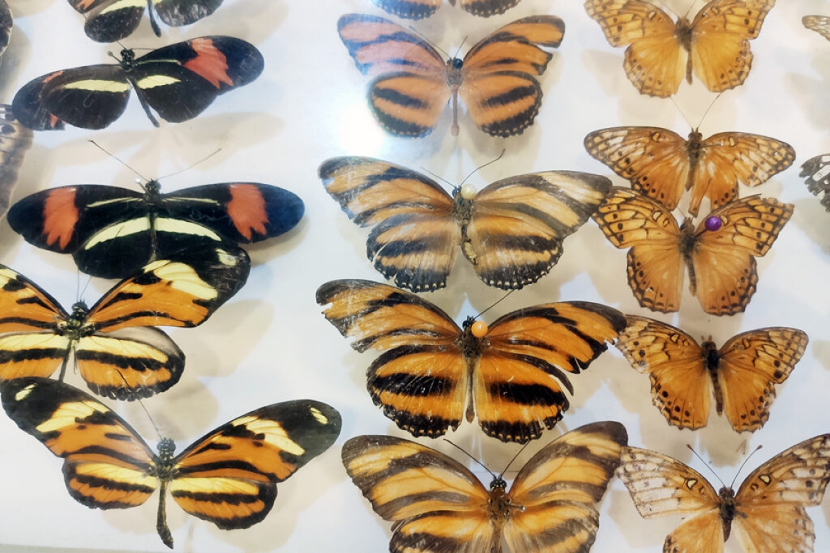 A exposição tem insetos, como abelhas, borboletas e besouros - Foto: Destaque Notícias