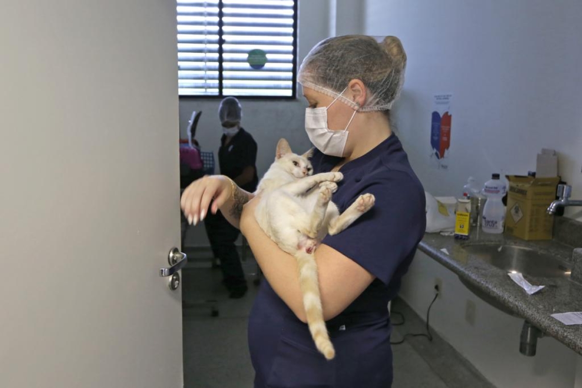 Aju Animal incentiva acolhimento de cães e gatos em situação de vulnerabilidade - Foto: Marcelle Cristinne | Prefeitura de Aracaju