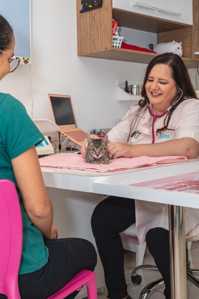 Março amarelo alerta para doenças renais crônicas em gatos - Foto: NV Comunicação