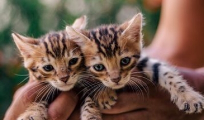 Mostra ficará em cartaz de 10 a 31 de março e irá apresentar os exóticos bengals, descendentes dos leopardos asiáticos - Foto: Divulgação 