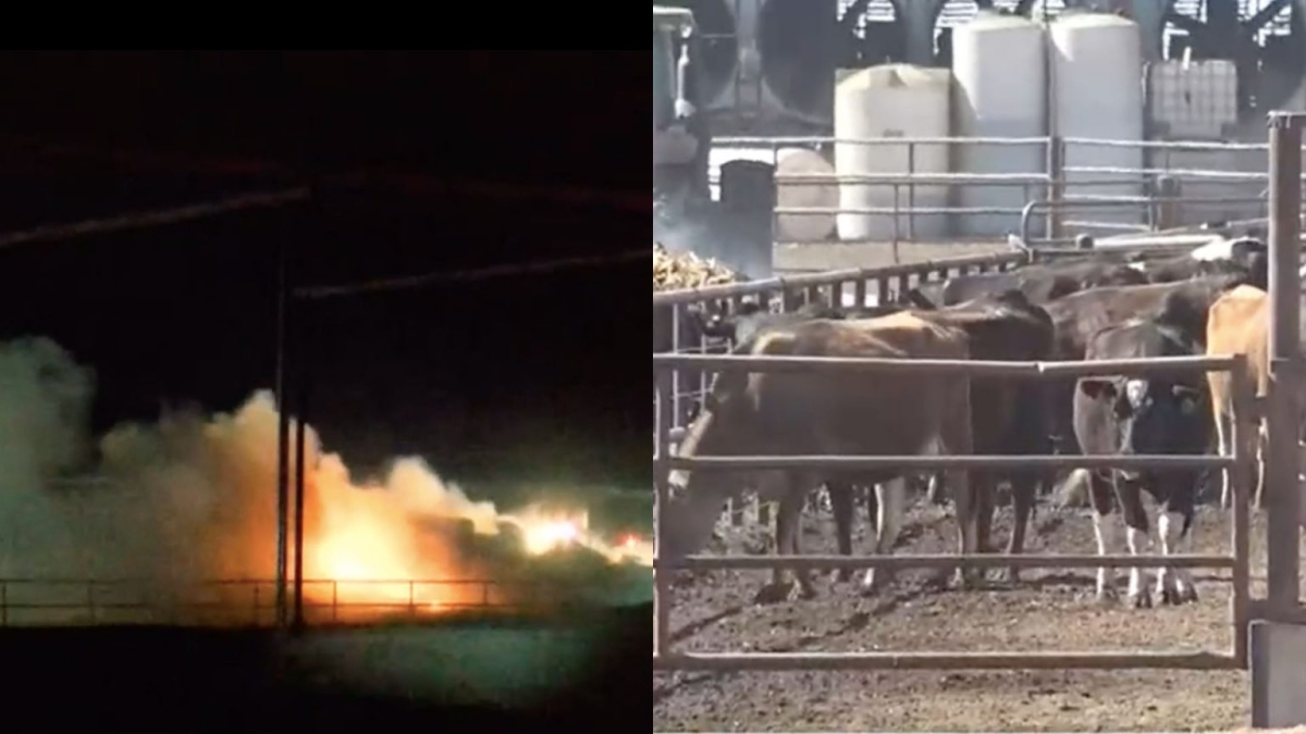 18 mil das 19 mil cabeças de gado da fazenda leiteira morreram na explosão -Imagem: Reprodução | KCBD