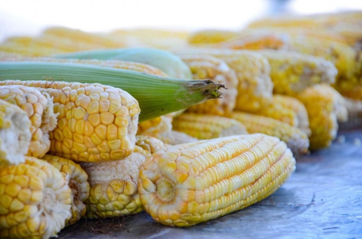 No preparo de comidas juninas,o ingrediente principal é o milho - Foto: Felipe Goettenauer | Arquivo Emsurb
