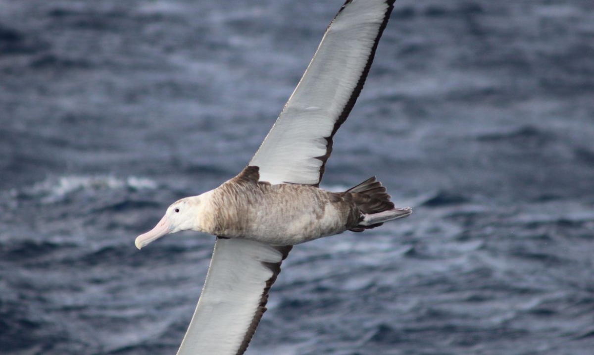 Gripe aviária leva Brasil a decretar emergência zoossanitária - Foto: Dimas Gianuca | Projeto Albatroz