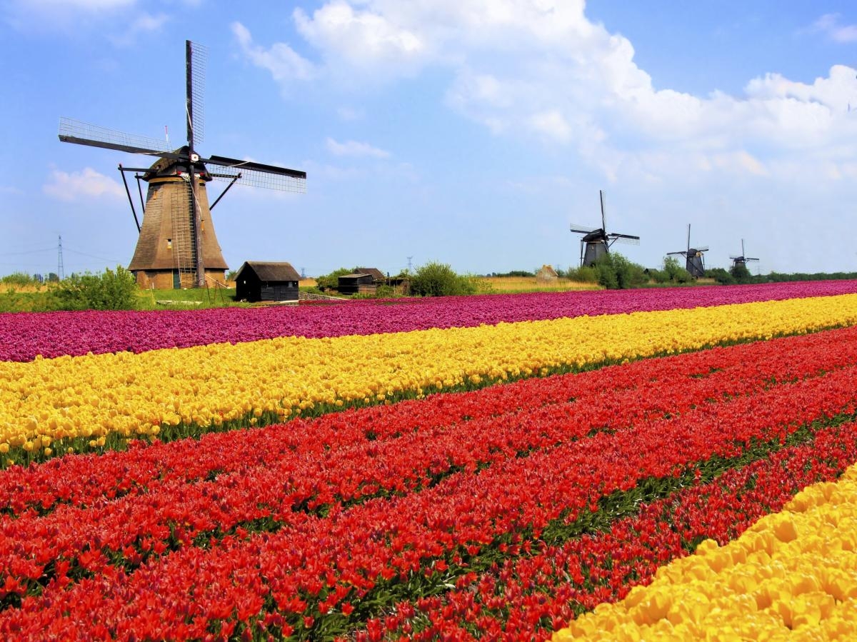 Na primavera o país é transformado em um grande tapete de flores - Foto: Carla Passos | Passos Pelo Mundo | F5 News