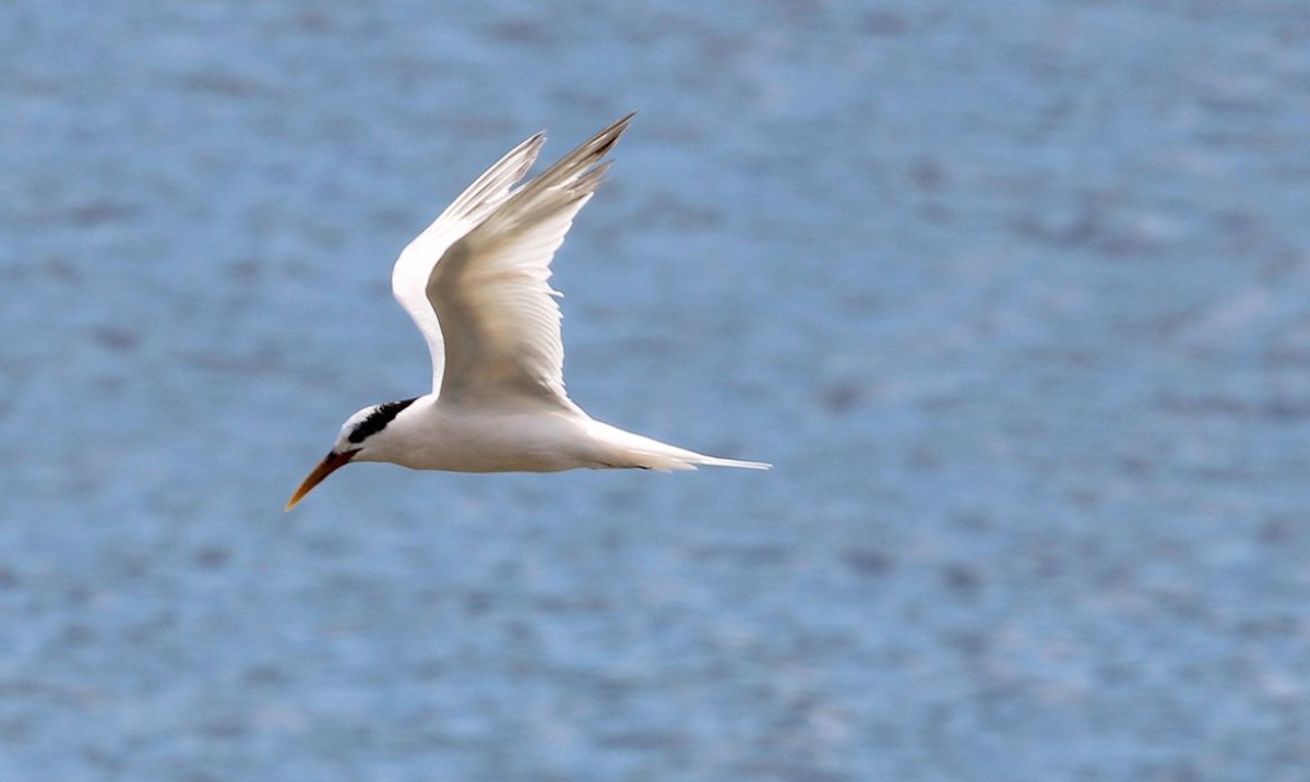 Rio de Janeiro confirma terceiro caso de Gripe Aviária detectado na Ilha do Governador. As aves contaminadas são da espécie Thalasseus acuflavidus, conhecida como Trinta-réis-bando - Foto: Wikimedia | Cesar Augusto Chirosa