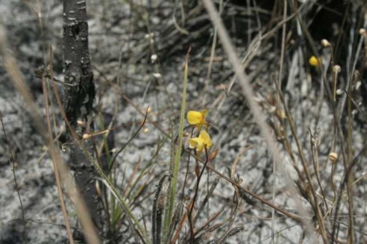 A planta carnívora encontrada na Área de Proteção Ambiental do Litoral Sul de Sergipe - Foto: Portal ((O))eco