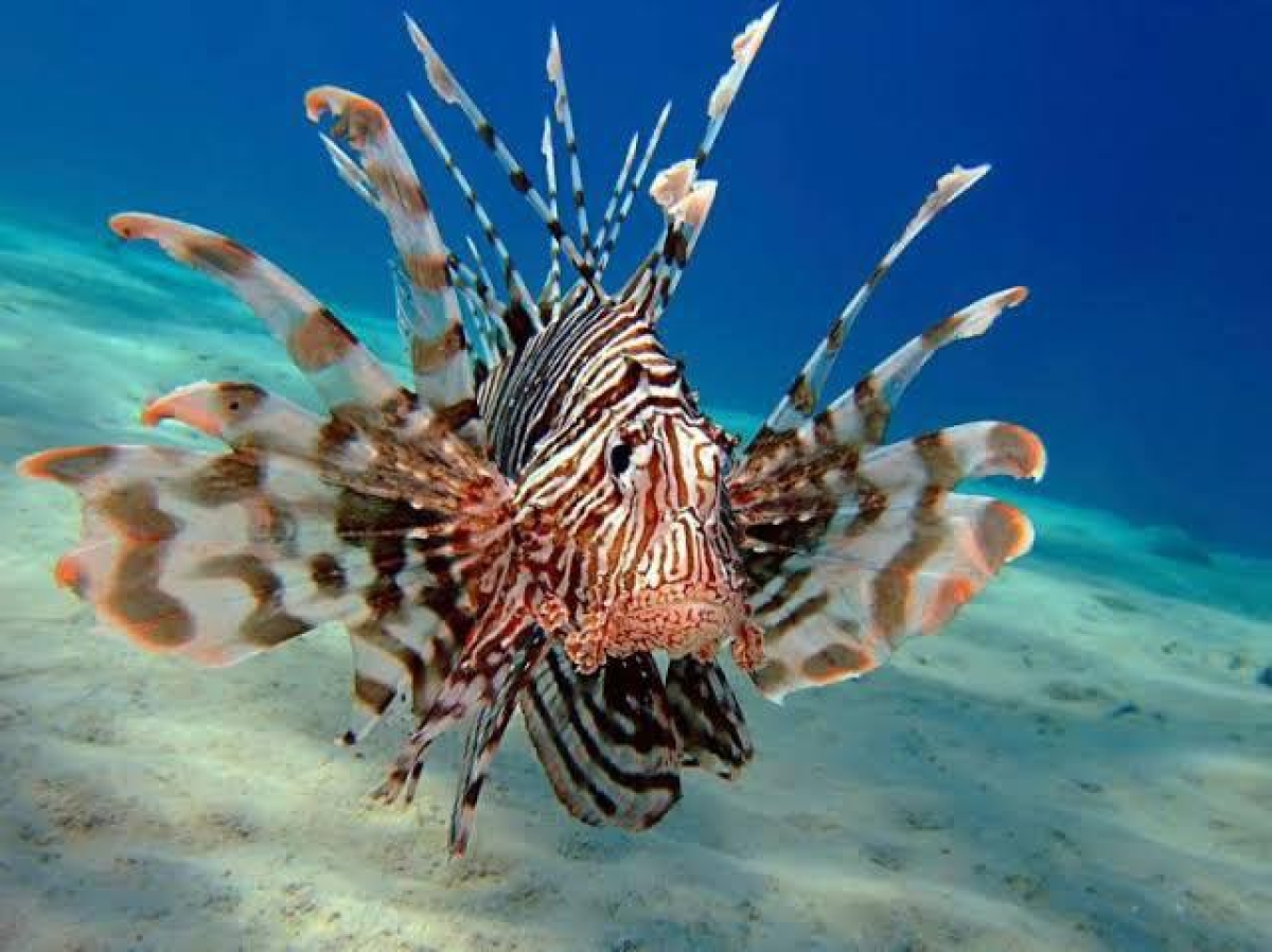 O Peixe-leão não possui predadores naturais e se reproduz rapidamente - Foto: Governo do Ceará