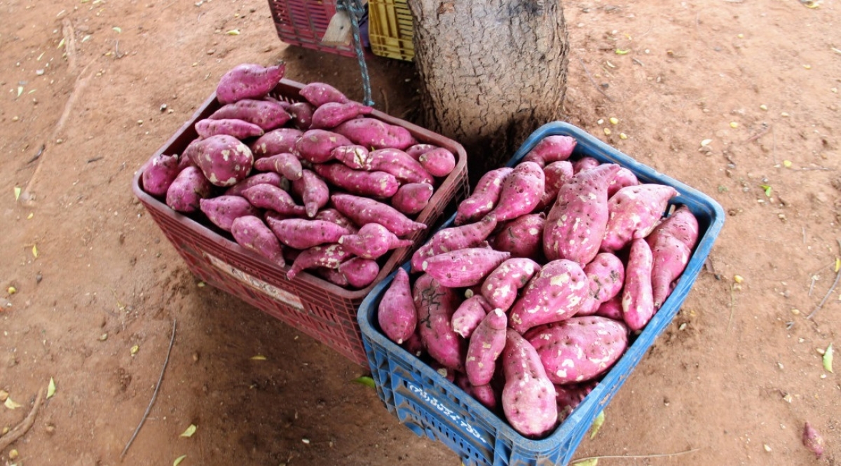 Produção de batata-doce e processada ainda no lote irrigado - Foto: Fernando Augusto | Ascom
Coderse