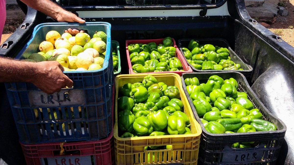 Escolha dos alimentos a serem propostos nos projetos ao PAA supre as necessidades alimentares diárias de cada de cada pessoa beneciada com a doação - Foto: Fernando Augusto | Ascom Coderse