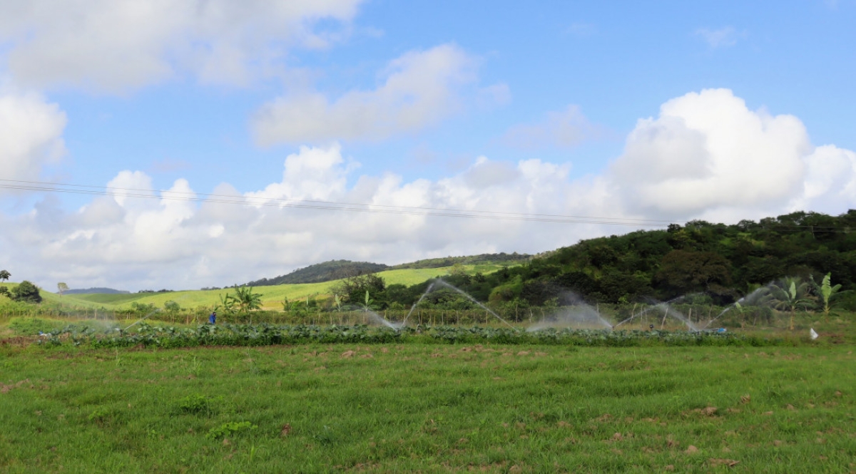 Com o final das chuvas de inverno, a irrigação volta a ser necessária no Jacarecica II - Foto:
Fernando Augusto | Ascom Coderse Com o final das chuvas de inverno, a irrigação volta a ser necessária no Jacarecica II - Foto:
Fernando Augusto | Ascom Coderse