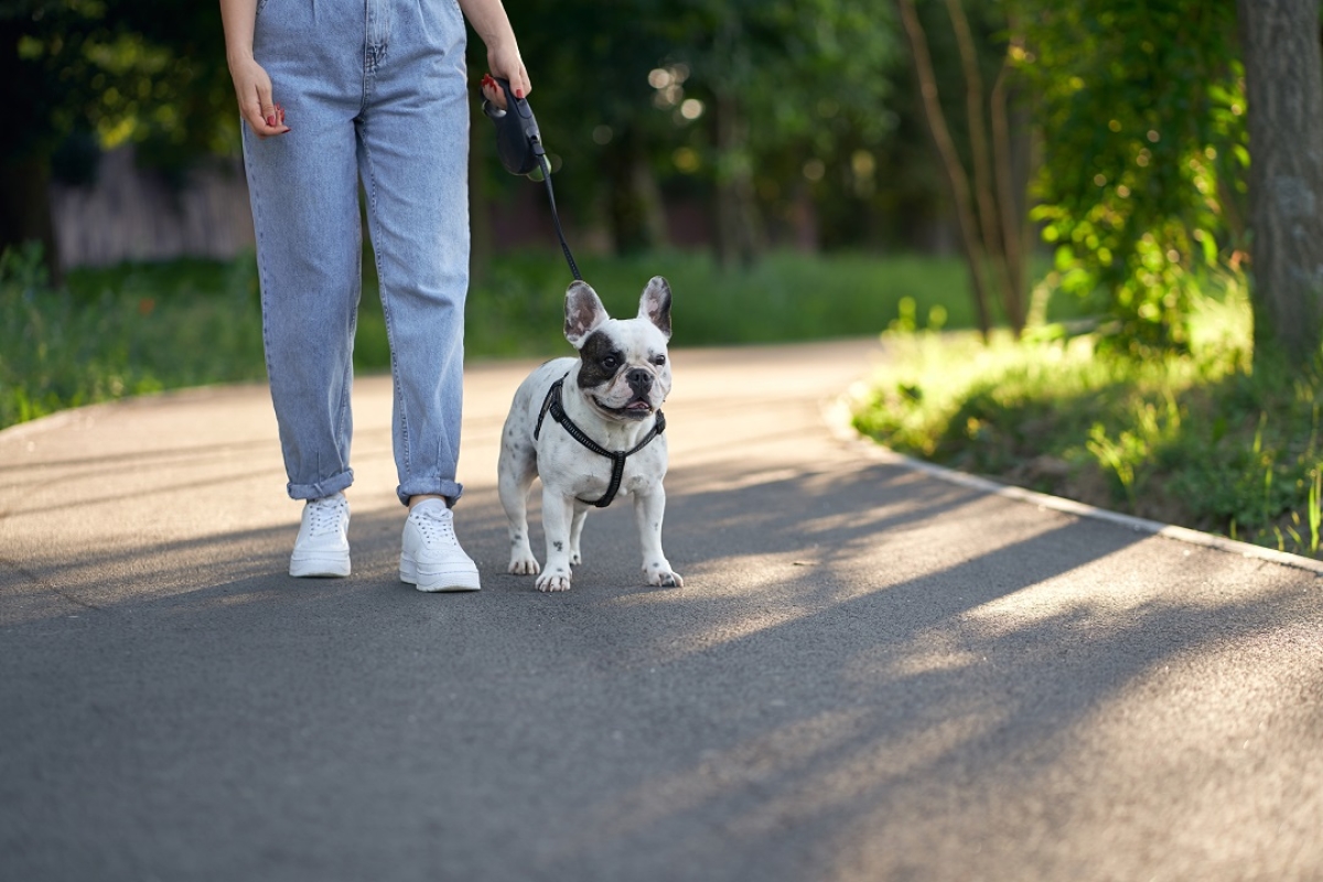 Calor: Veterinário ensina cuidados para proteger os pets - Foto: Freepik