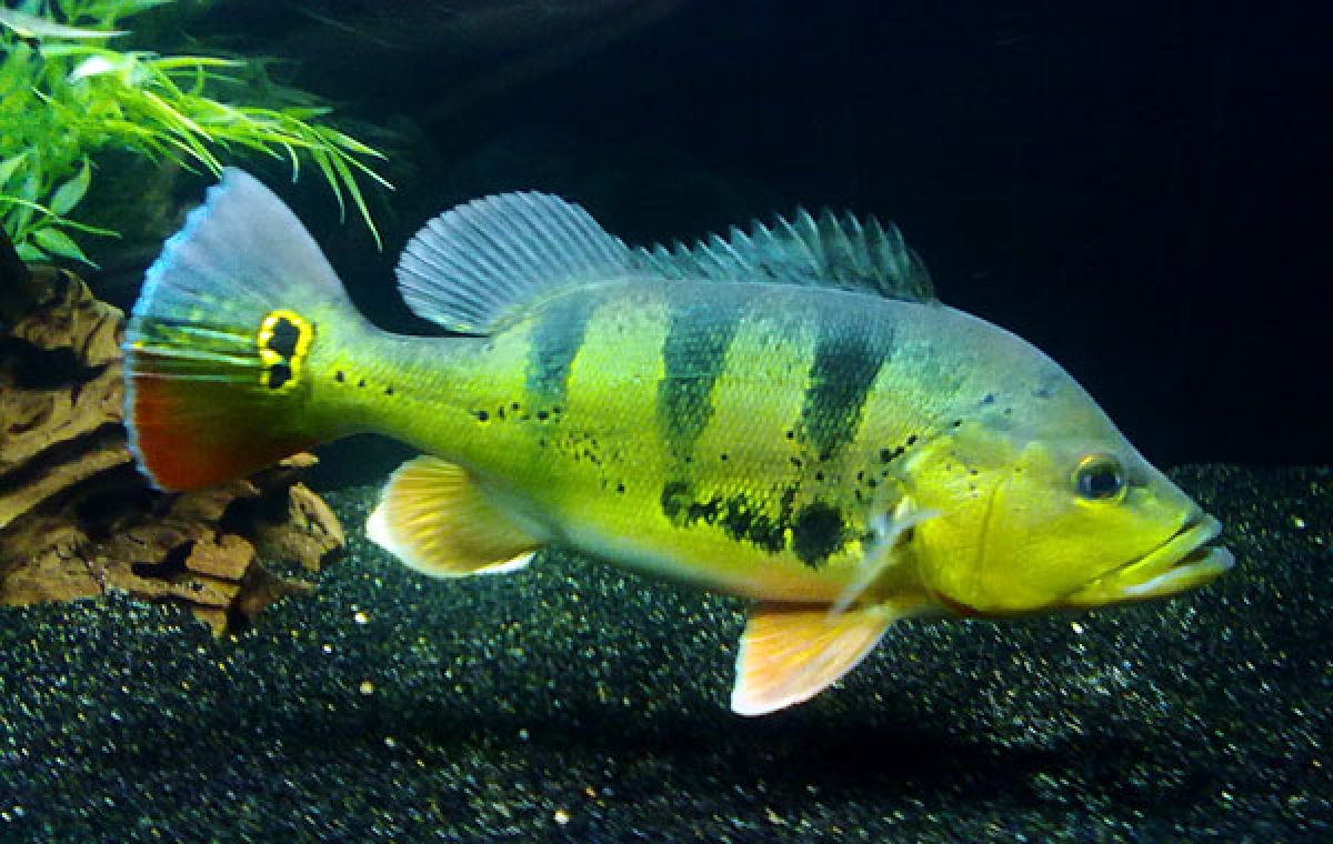 Os tucunarés se destacam entre os invasores do Velho Chico - Foto: Site Vida de Aquarista