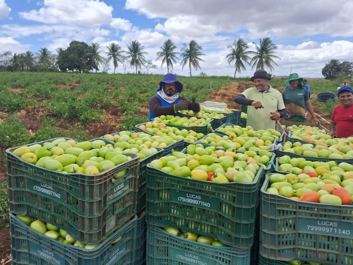 Técnico agrícola da Coderse, Flamarion Déda, acompanha colheita dos irrigantes Fábio Menezes e Genilson Cunha - Foto: Perímetro Irrigado Califórnia | Coderse