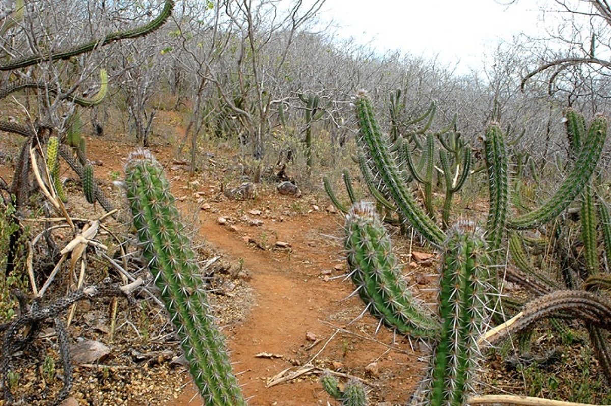 A decisão da Sudene levou em consideração a forte estiagem na região Nordeste - Foto: GS