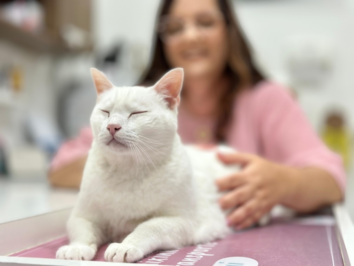 Veterinária ressalta importância dos check-ups para saúde dos gatos Exames regulares podem ajudar na prevenção e detecção precoce de doenças - Foto: NV Comunicação