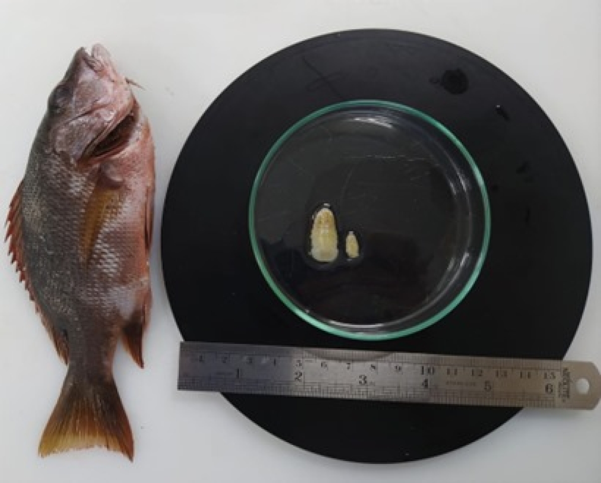 Espécies de peixes lutjanídeos, conhecidos como ??vermelha?, passaram por análises necroscópicas e de laboratório - Foto: Asscom Unit