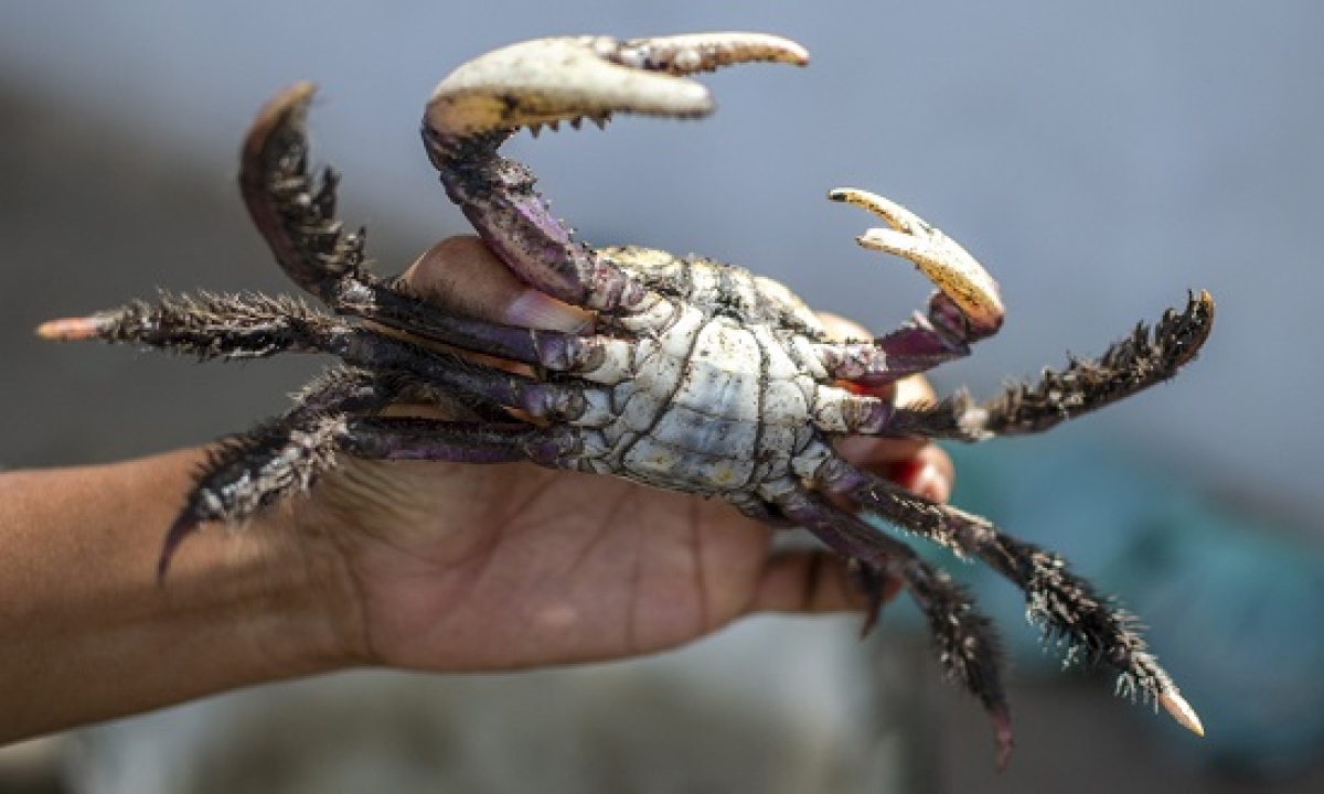 Período de defeso do caranguejo em Sergipe será retomado em março - Foto: Ibama