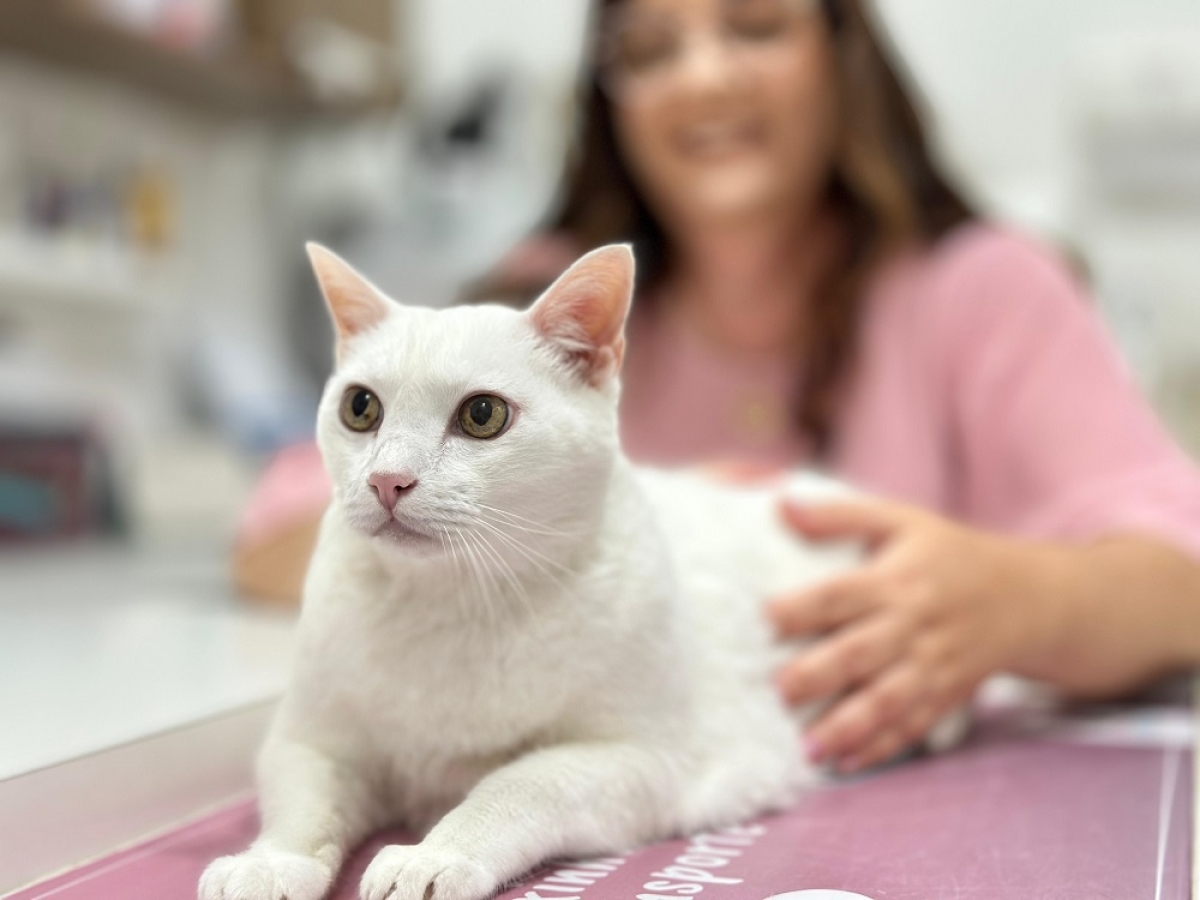 Cuidados e benefícios do convívio com felinos: veterinária destaca importância do mês do gato - Foto: NV Comunicação