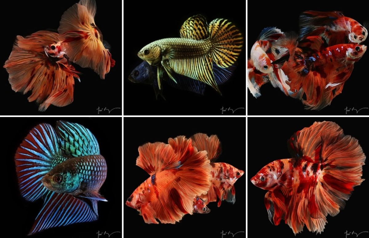 Várias espécies de Betta estarão em exposição no RioMar - Foto: Divulgação Várias espécies de Betta estarão em exposição no RioMar - Foto: Divulgação
