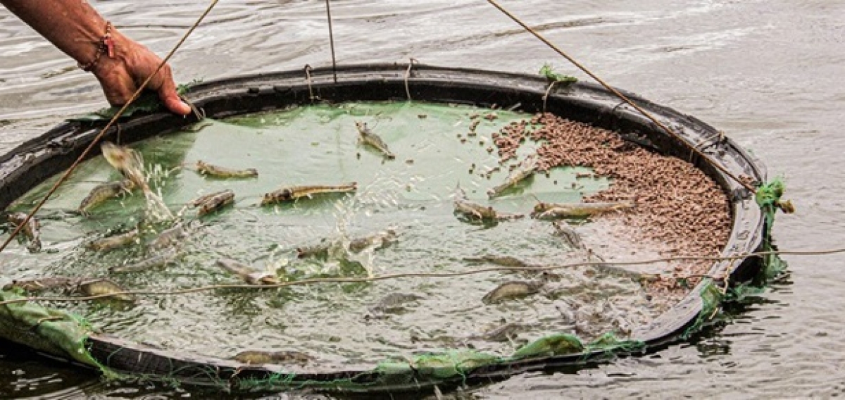 Juízo da 3ª Vara homologa acordo parcial em ação sobre viveiros de camarão em Sergipe - Foto: JF Sergipe