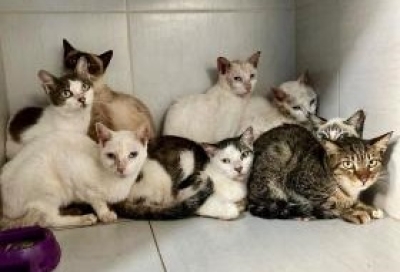 Sema resgata gatos em situação de vulnerabilidade no bairro Grageru - Foto: Ascom/Sema