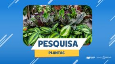 Procon Aracaju pesquisa preços de 37 tipos de plantas - Arte: Ascom Semdec
