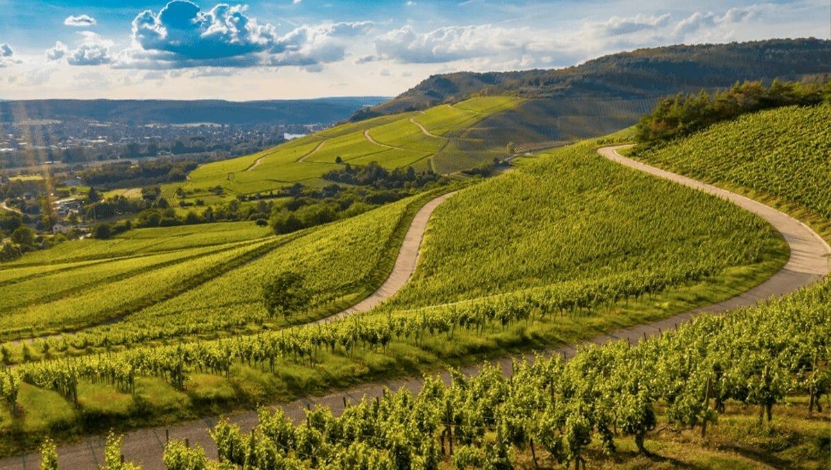 A região do Douro tem paisagens belíssimas!