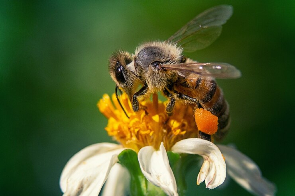 Um olhar sobre a polinização: entenda a importância das abelhas para o ecossistema - Foto: Freepik
