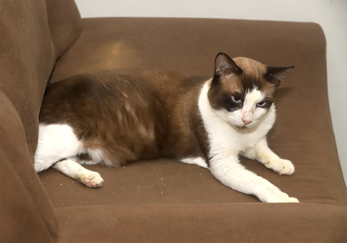 Aju Animal: programa municipal garante lar definitivo para cães e gatos - Foto: Secom Aracaju

