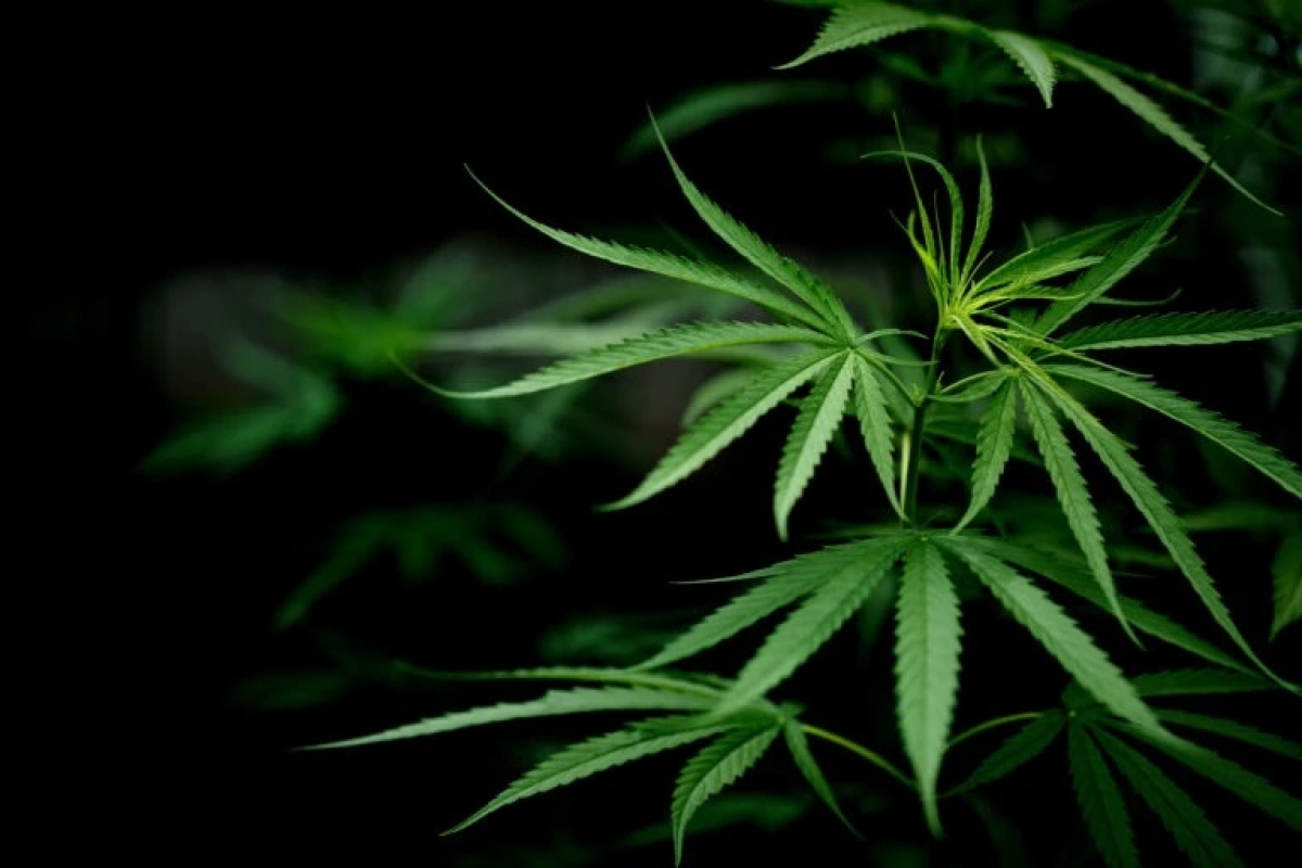 Cannabis (Imagem ilustrativa) - Foto: Freepik
