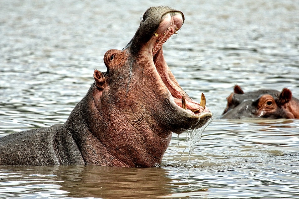 Hipopótamo - Foto: Imagem ilustrativa/Pixabay