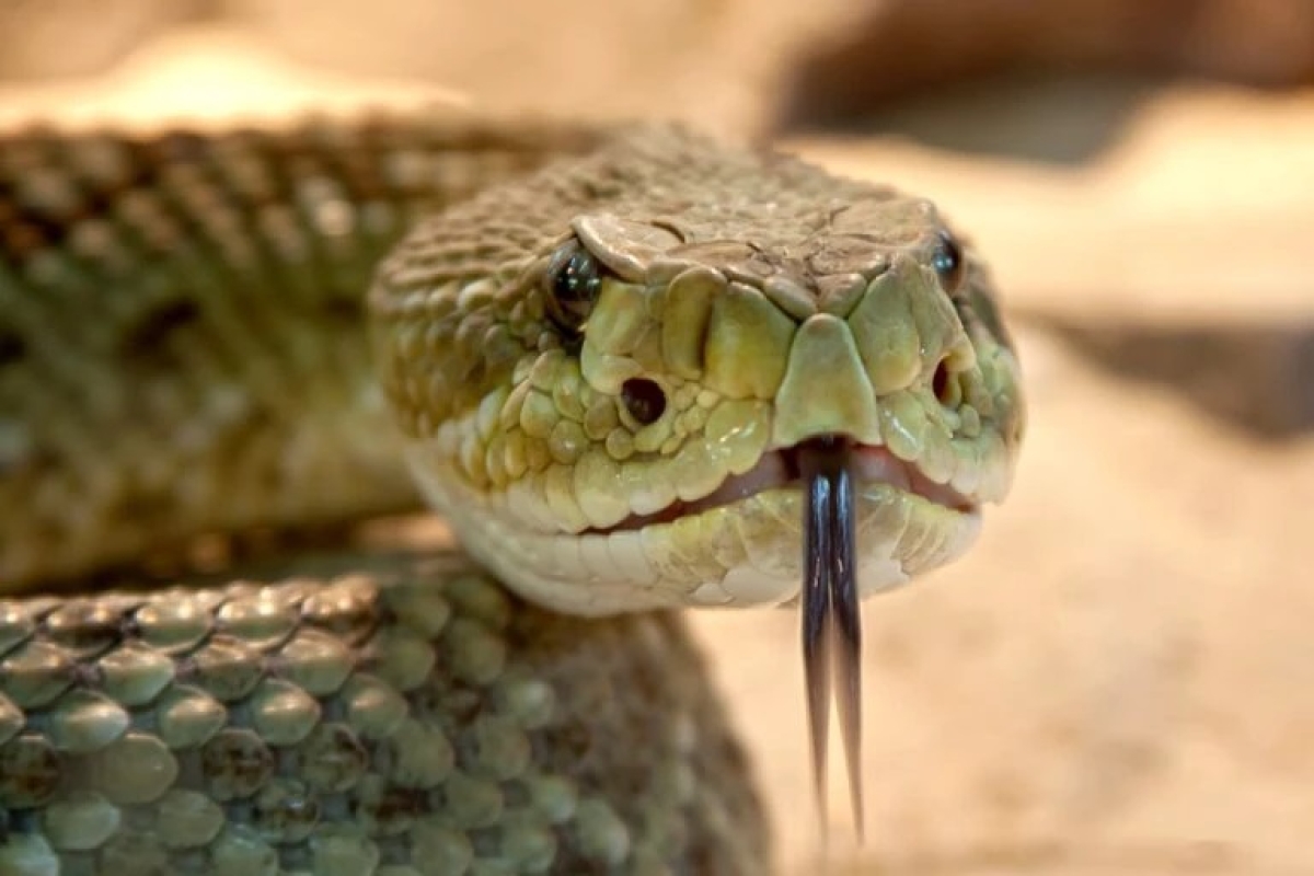 A Índia abriga uma grande diversidade de espécies de cobras - Foto: Foto-Rabe/Pixabay
