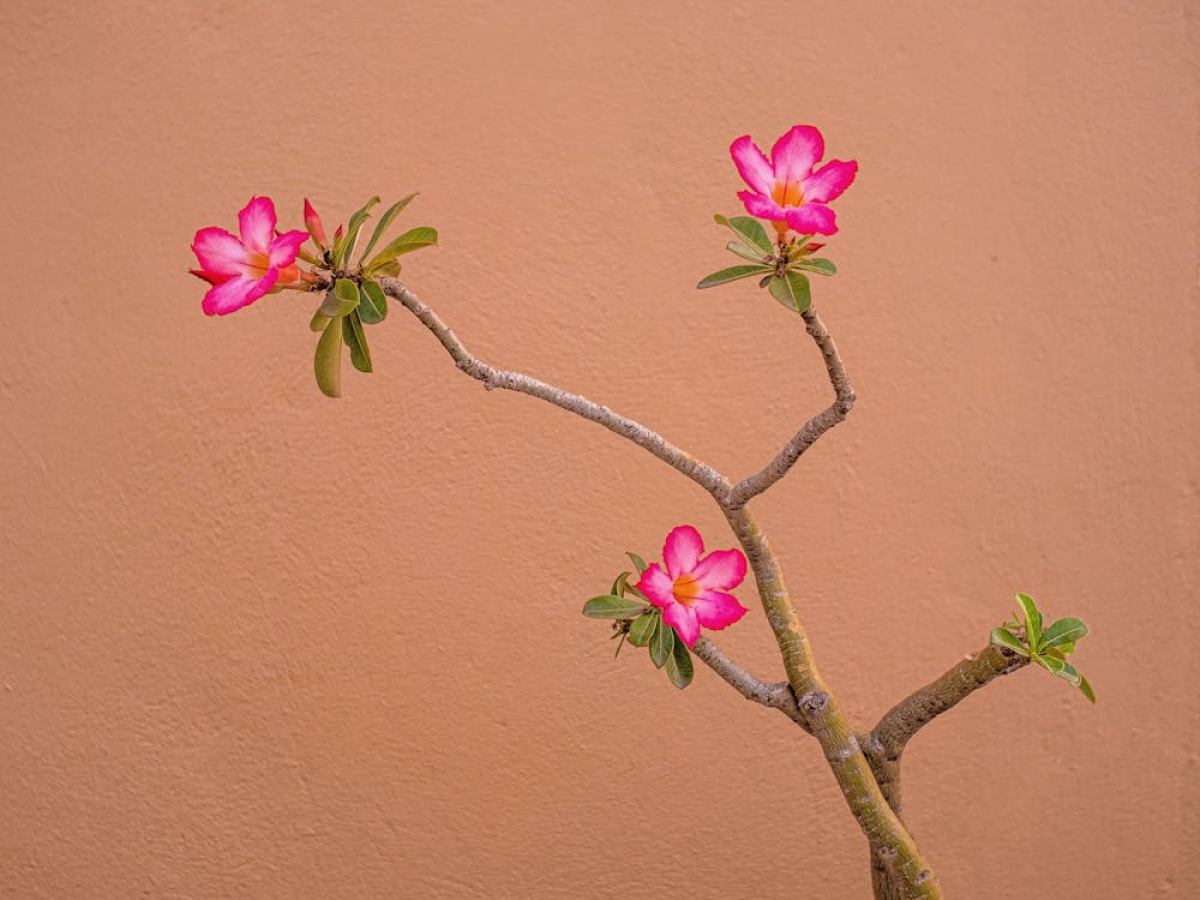 Rosa do Deserto - Foto: Imagem ilustrativa/Pexels