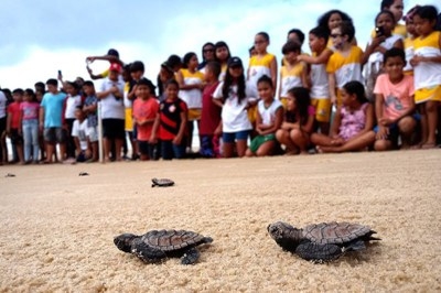 Foto mostra filhotes de tartarugas indo em direção ao mar. Ao fundo crianças acompanham - Foto: Projeto Tamar