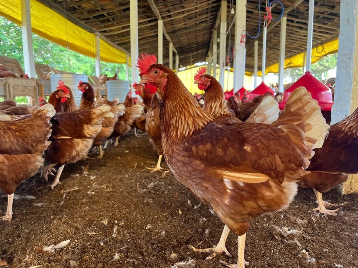 Segunda Oficina Regional dos polos da Avicultura Caipira do Nordeste acontece em Sergipe - Foto: Senar Sergipe
