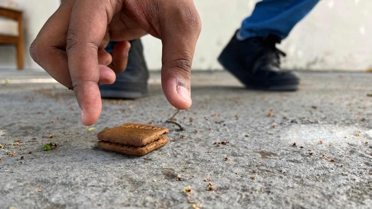 ITPS destaca riscos de comer alimentos que entram em contato com o chão - Foto: ITPS Sergipe