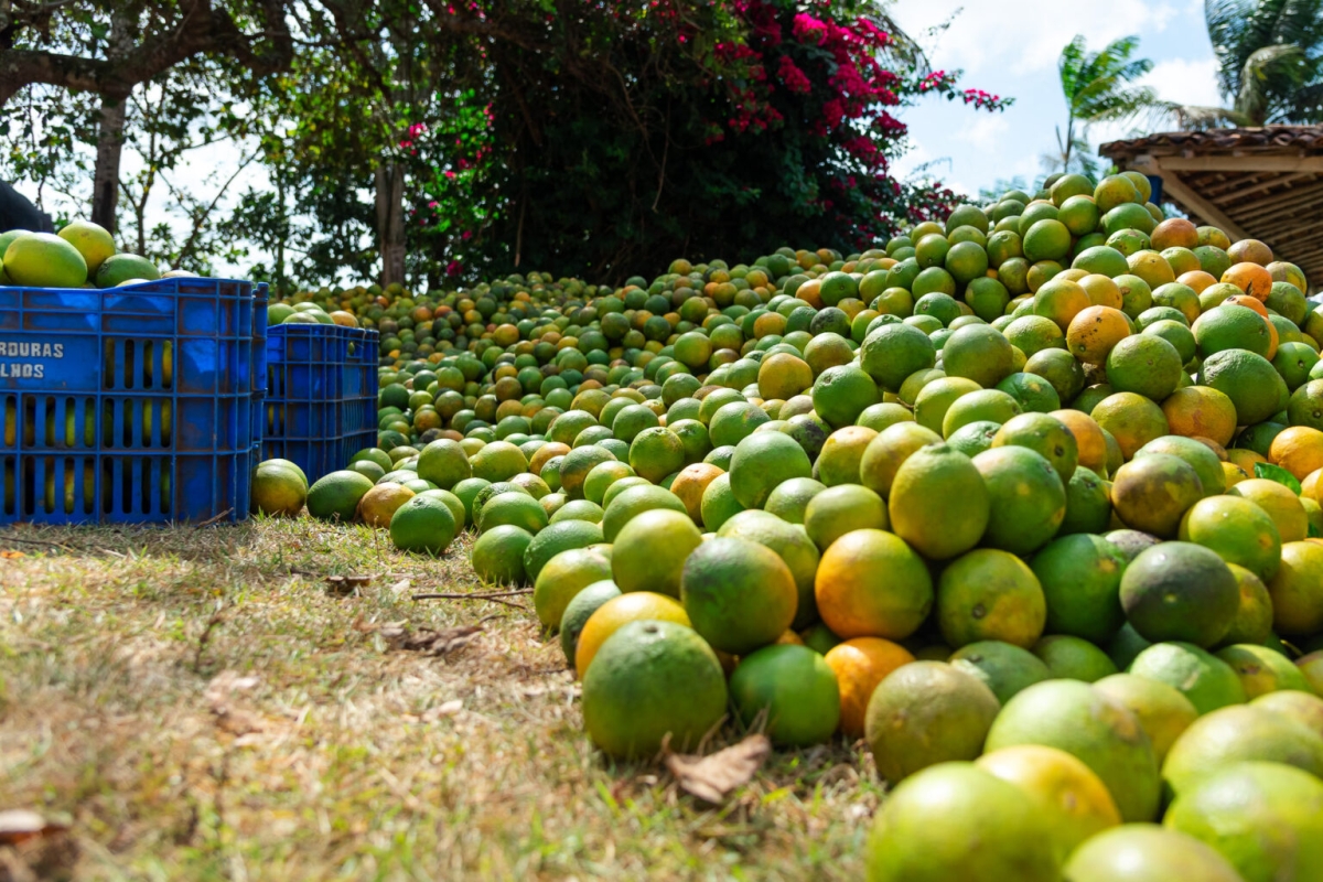 Sergipe tem segunda maior microrregião produtora de laranja no Brasil - Foto: Governo do Estado
