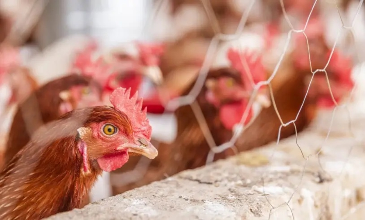 A gente faz: Sergipe agora faz parte da Rota da Avicultura Caipira - Foto: Jouis/ASN Sergipe